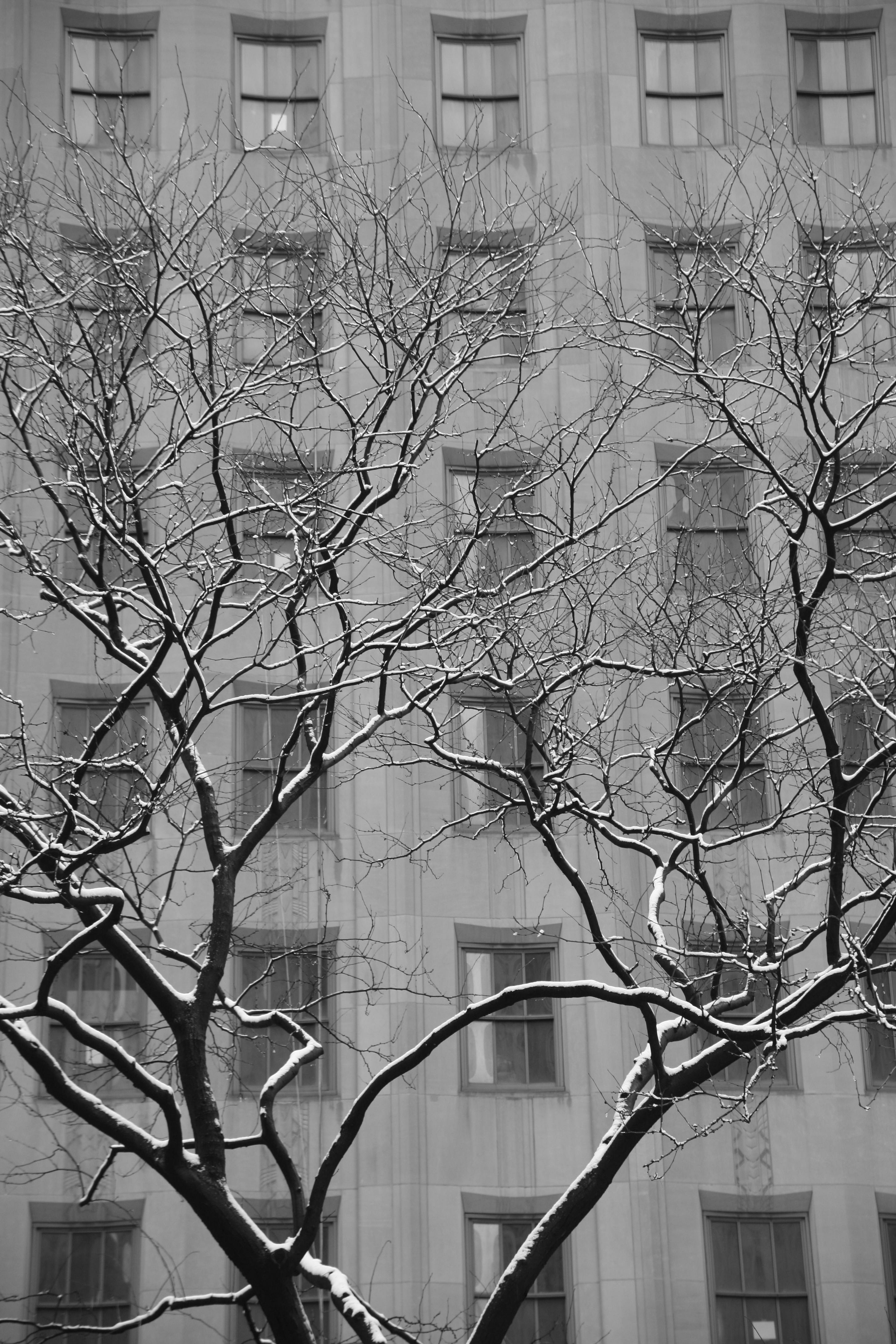 A black and white photo of a tree covered in snow in New York City