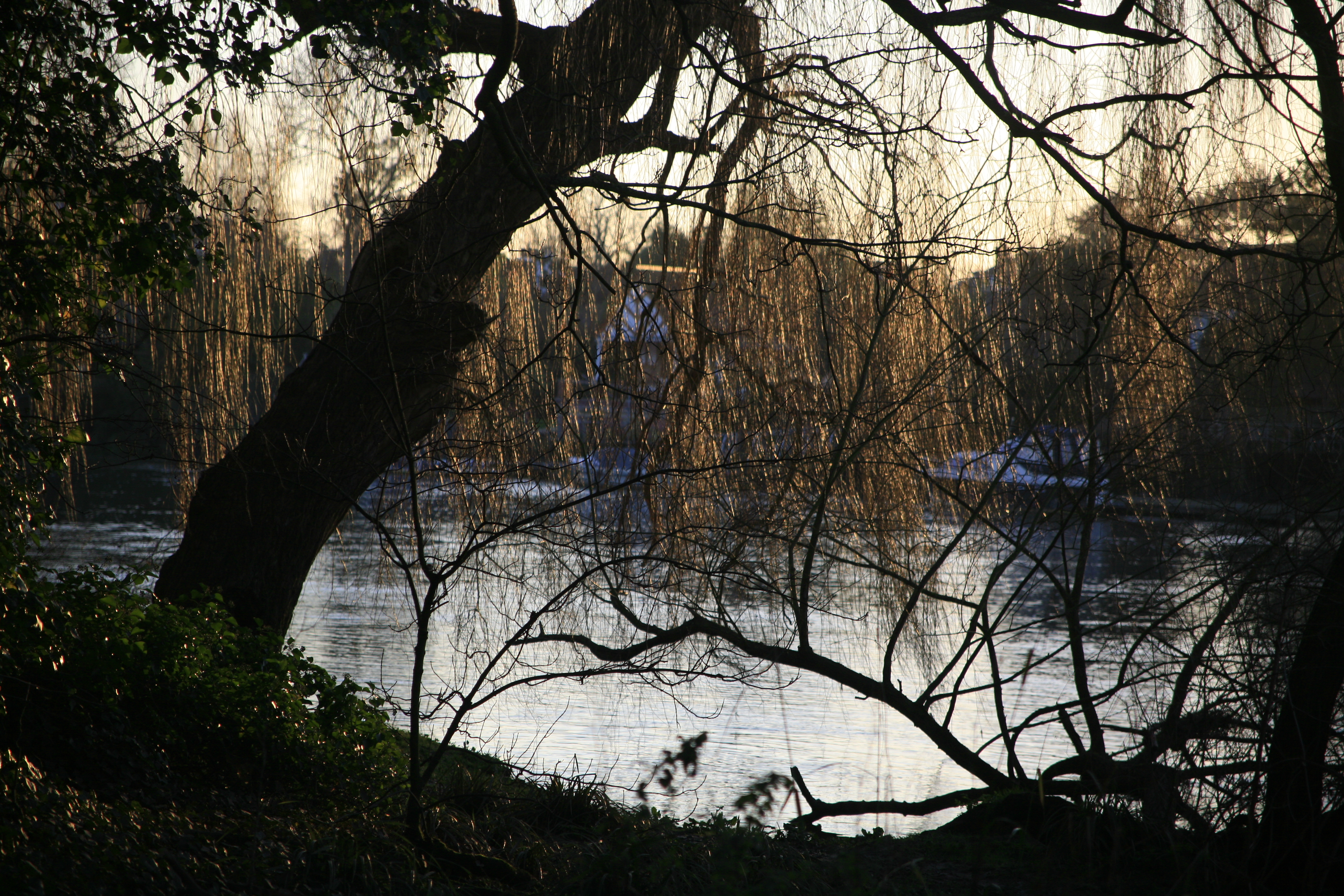A photo of a weeping willow tree at dusk