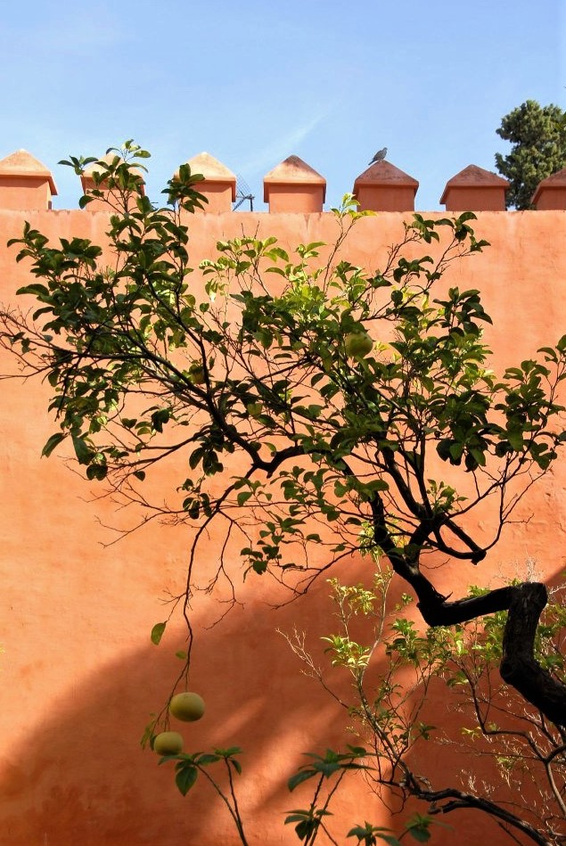 a peach coloured stone wall illuminated in warm sunlight with a gnarled tree in front of it