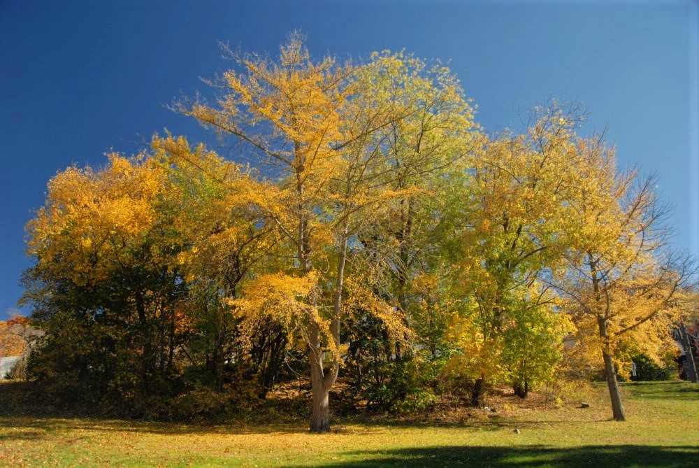 a copse of golden yellow trees on a rolling hill covered in yellow leaves