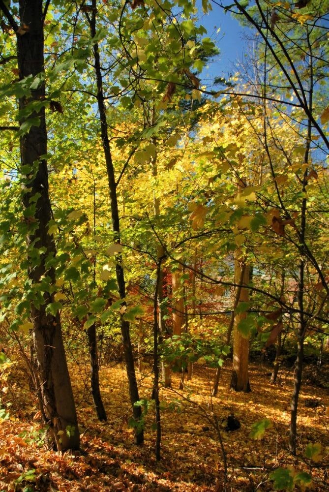 a copse of trees with golden yellow leaves on their branches and scattering the ground