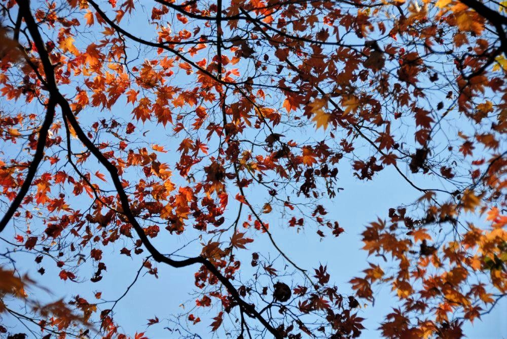 a view from below of tree branches with bright red leaves and a blue sky in the background