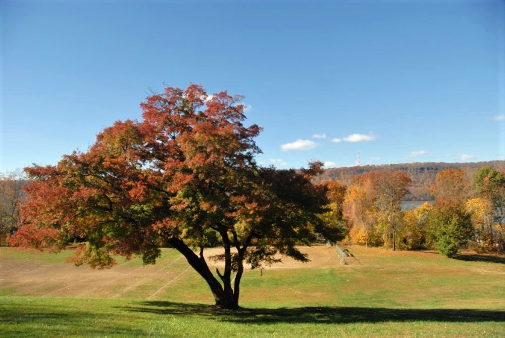 a landscape of rolling green meadows with a red-leafed tree in the foreground