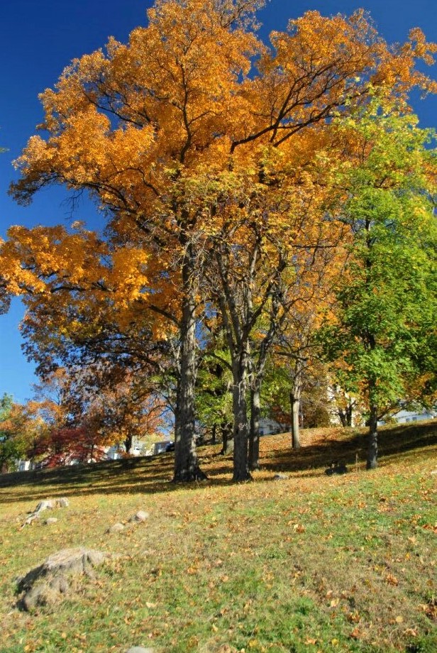 a grassy hill in the foreground with golden and orange trees in the background