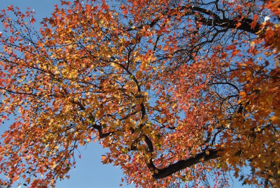 a view looking up at tree branches with bright red leaves, a blue sky in the background