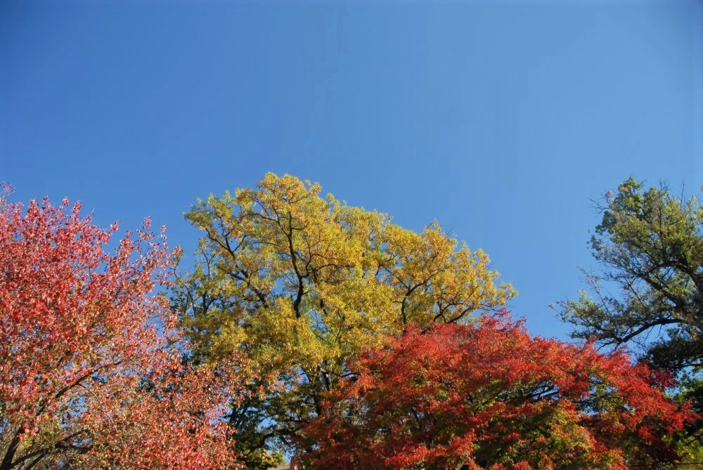 the upper branches of red and golden trees with a vivid blue sky above
