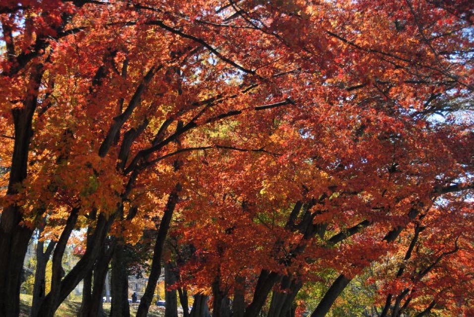 a copse of trees with brilliant red leaves