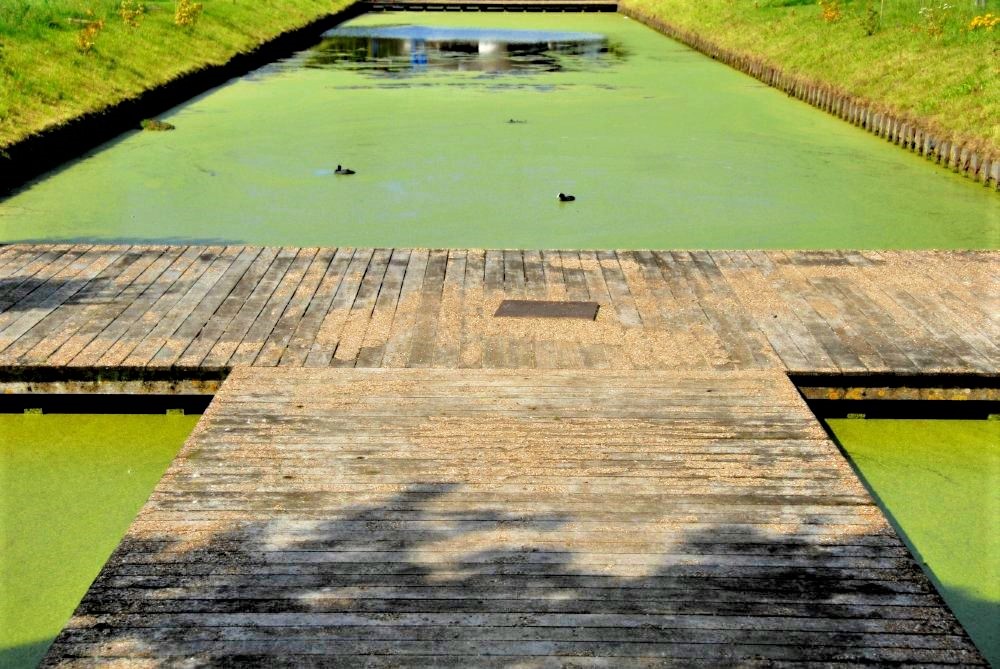 A pond covered with bright green algae and crossed with a wooden boardwalk