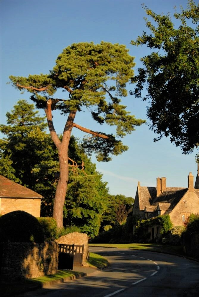 an enormous tree towers over a narrow, winding road lined with cottages