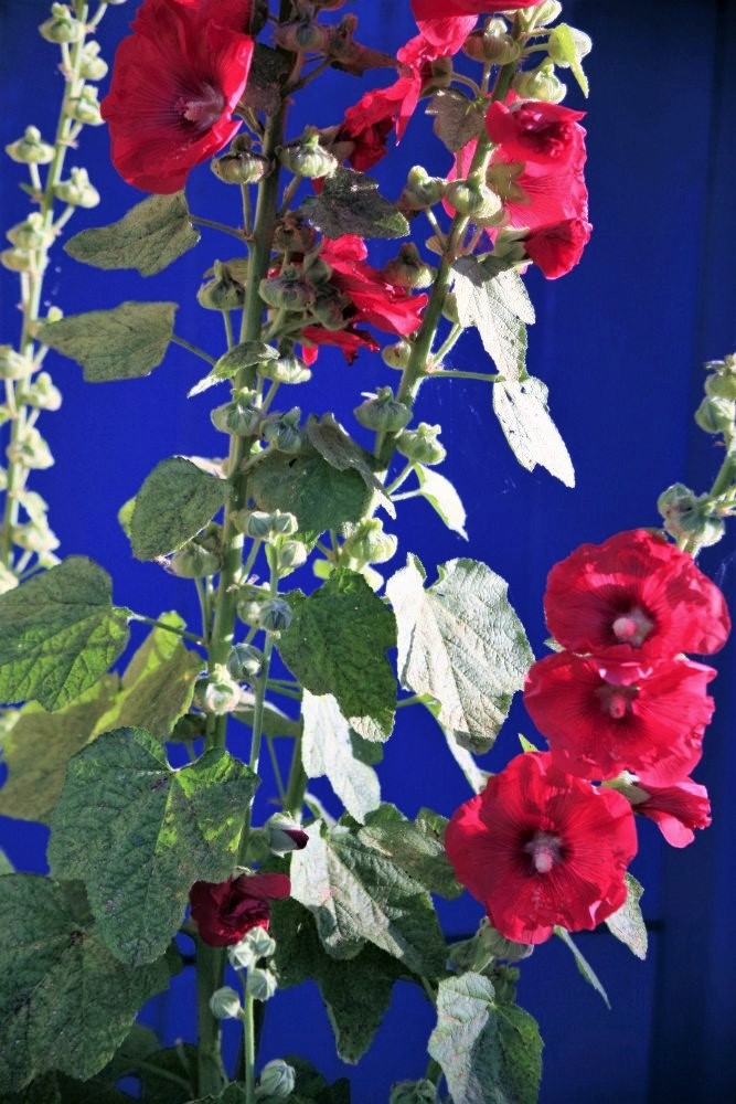 stems of bright red flowers against a  deep royal-blue background