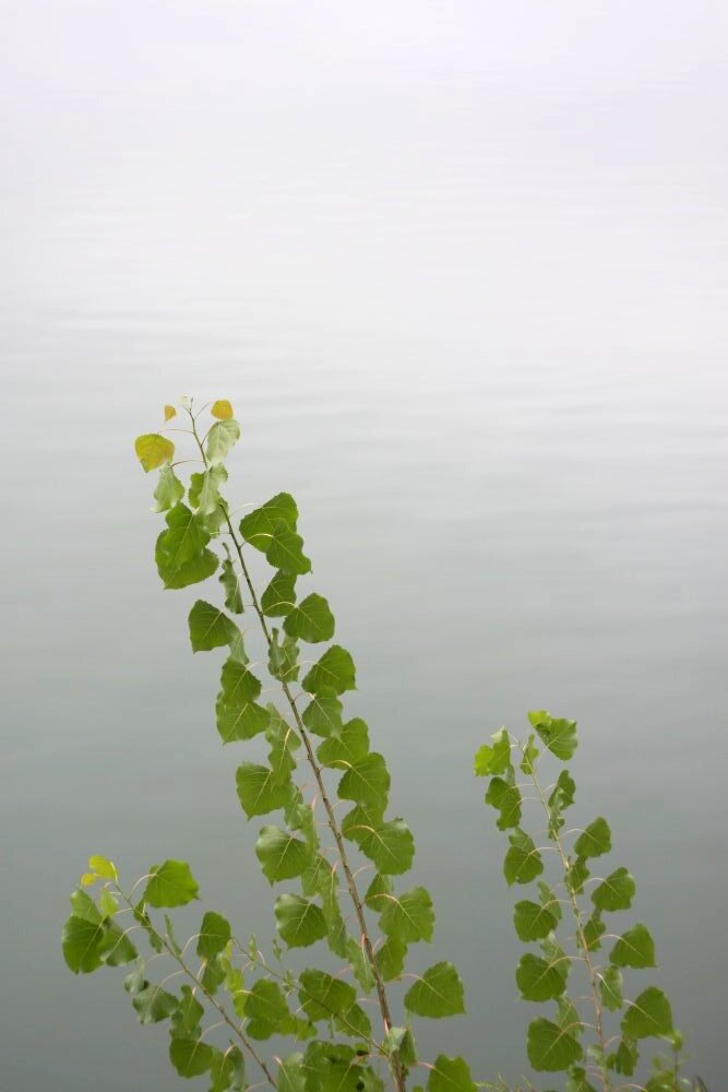three fern fronts in the foreground against a tranquil, misty pond in the background