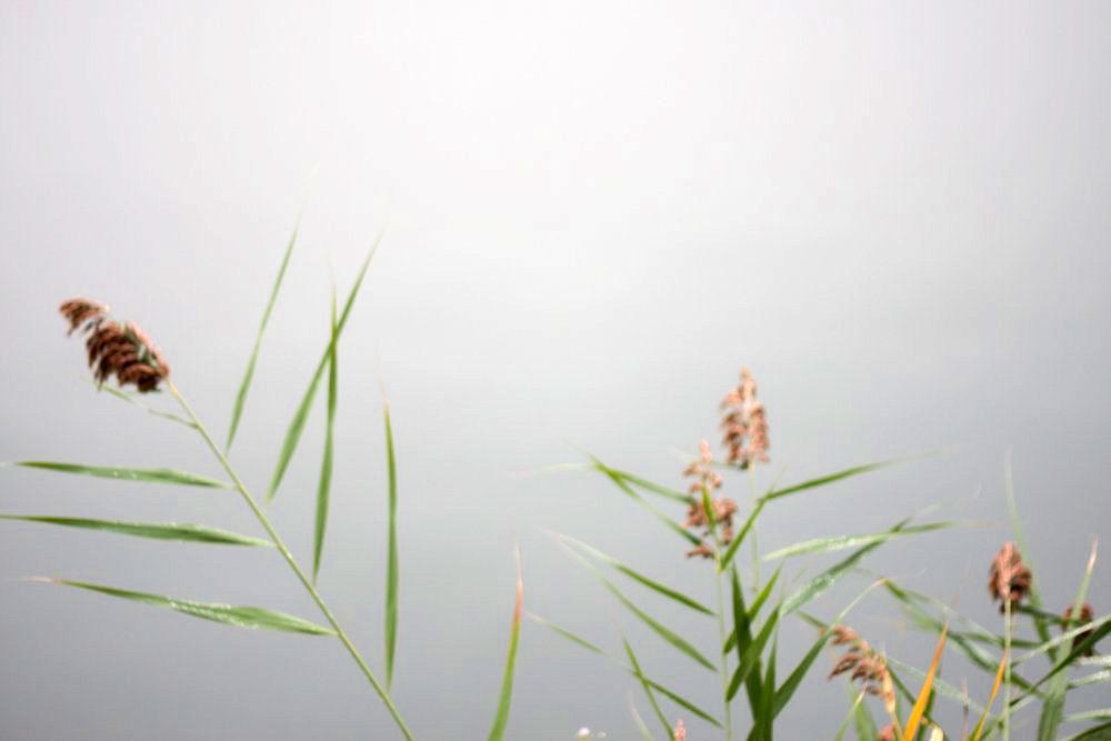 Green and tan water plants in the foreground against a trainquil, misty pond in the background
