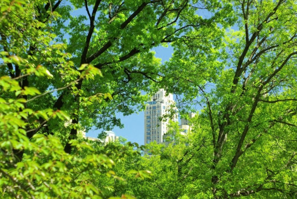 A distant skyscraper visible among vibrant green trees in the foreground