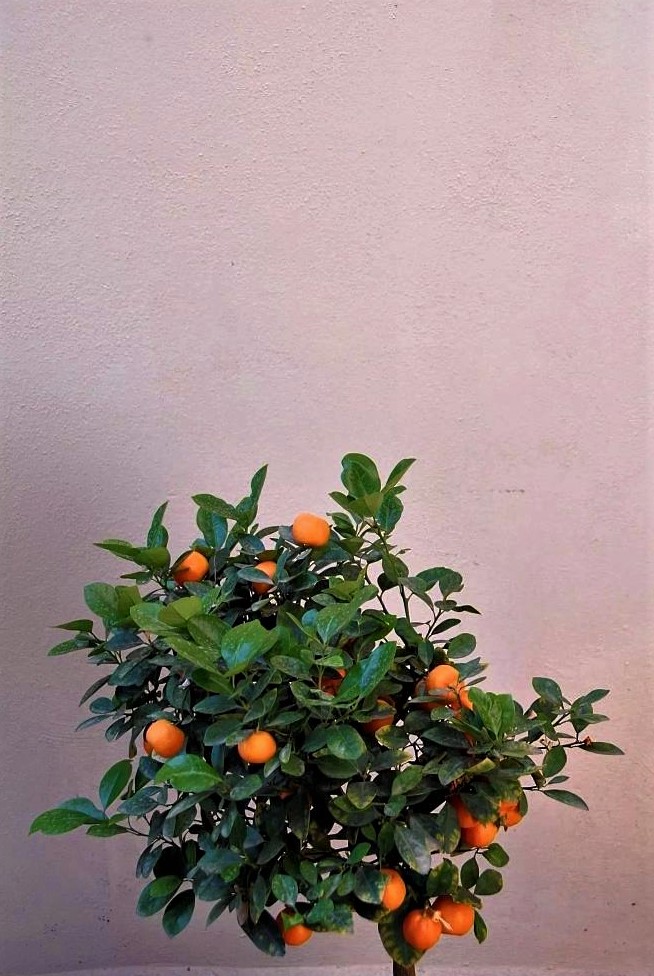 An orange tree laden with oranges sits in the foreground against a mauve terracotta wall