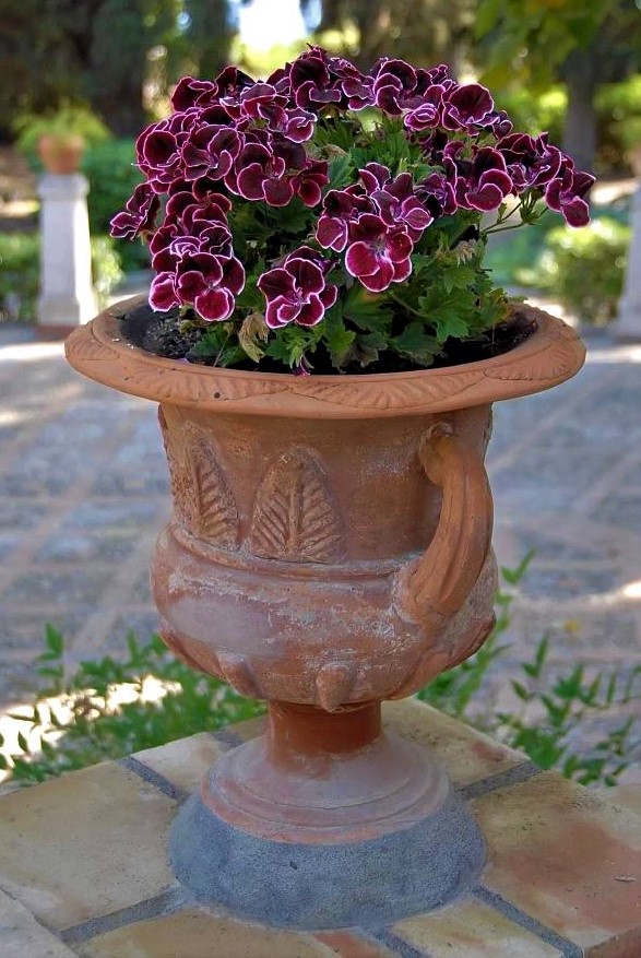 A potted plant with vibrant fuchsia flowers