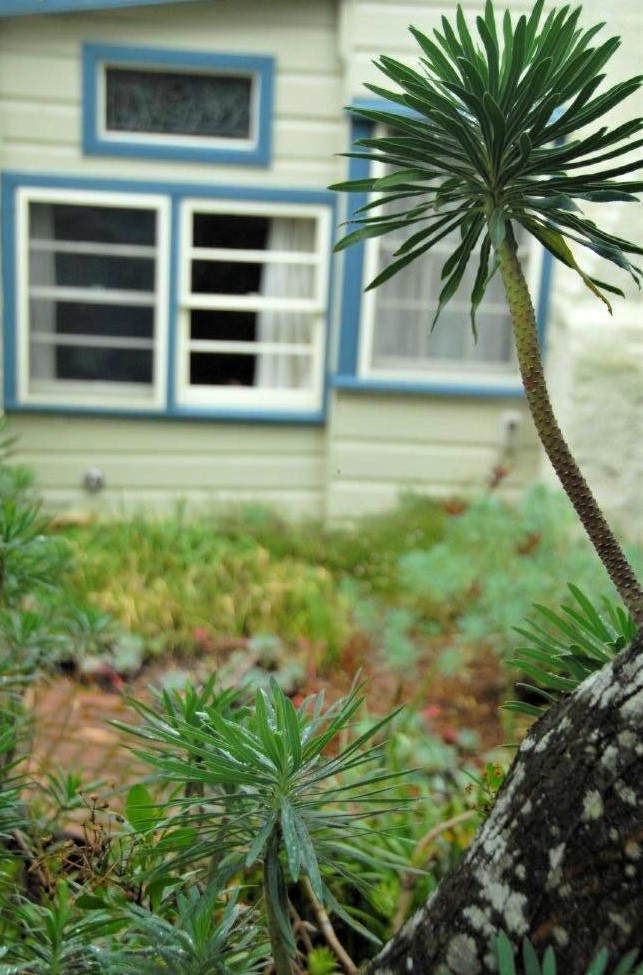 Bright green plants shaped like small palm trees in the foreground against a pale yellow house in the background