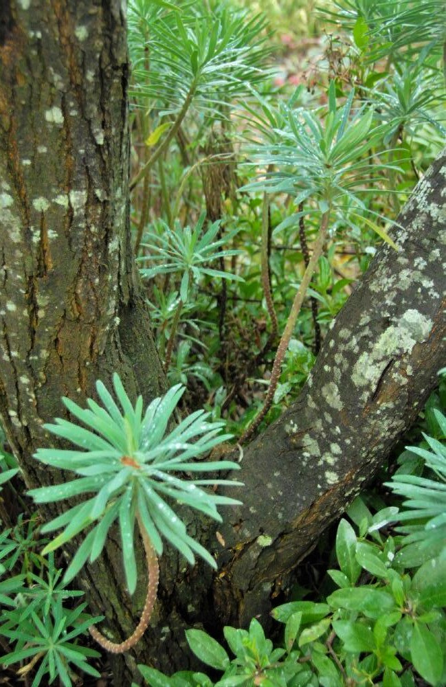 A copse of vibrant green plants shaped like small palm trees, clustered around a larger tree at the center
