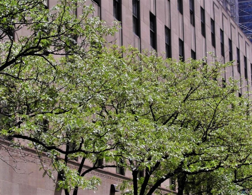 A row of green trees infront of a brown brick building in Rockefeller Center