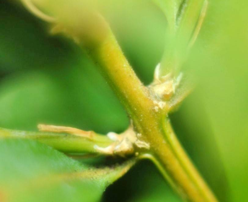 A close-up photo of a green stem
