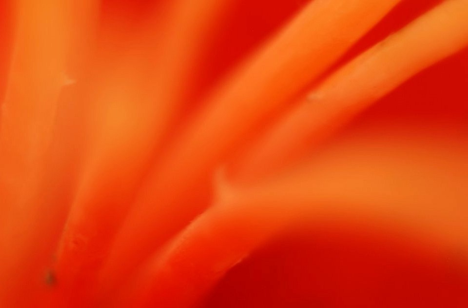 A close-up photo of the center of an orange lily