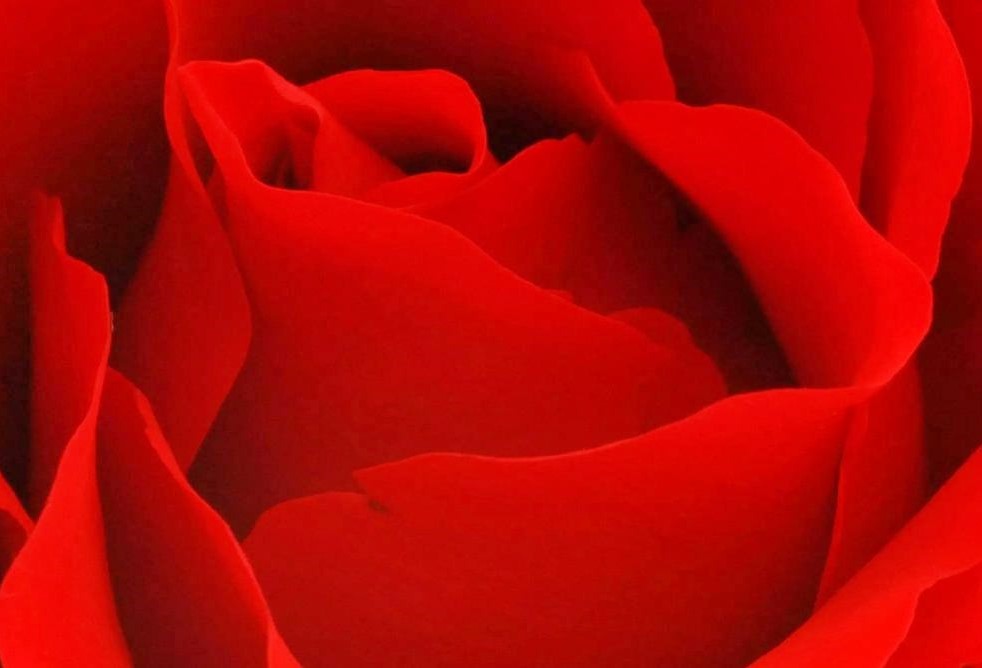 A close-up photo of vibrant red rose petals