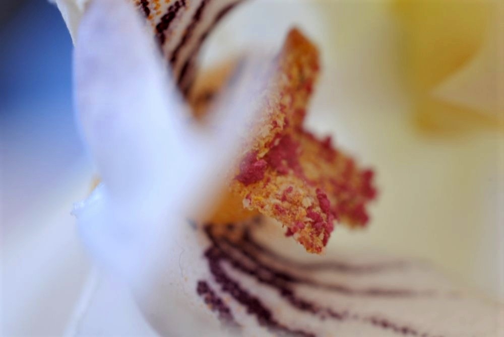 A close-up photo of a white orchid flower