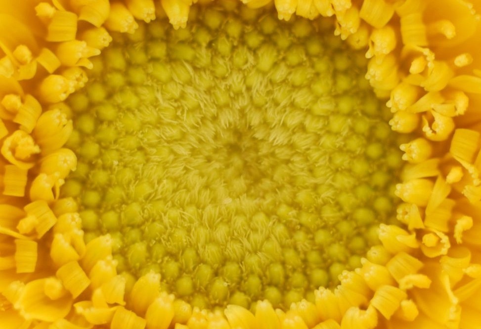 A close-up photo of the center of a yellow daisy