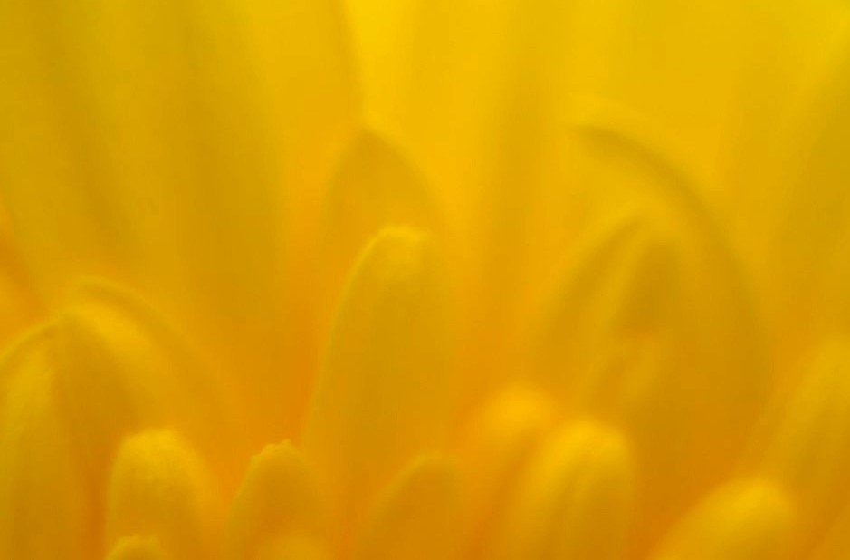 A close-up photo of yellow, spear-shaped flower petals