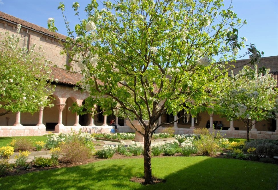 A vibrant green tree in the center of an inner courtyard garden