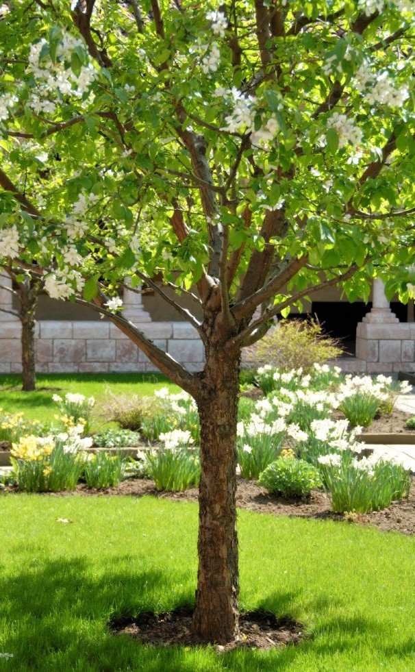 A vibrant green tree in the center of a courtyard garden