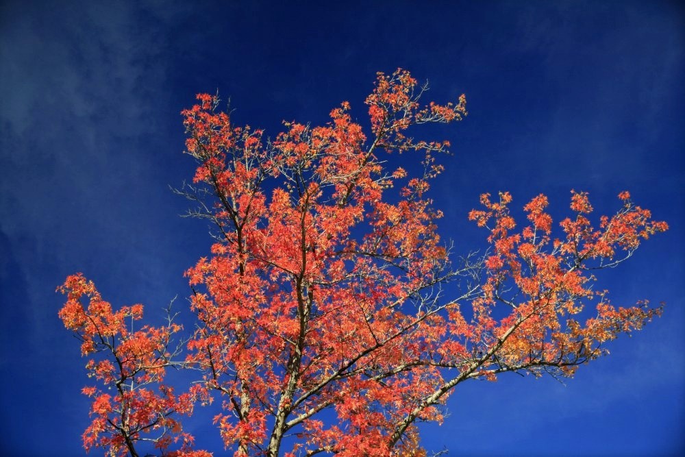 A view of the upper branches of a maple tree with bright orange foliage