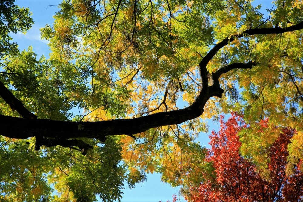A view from below of tree branches covered in yellow and lime green leaves