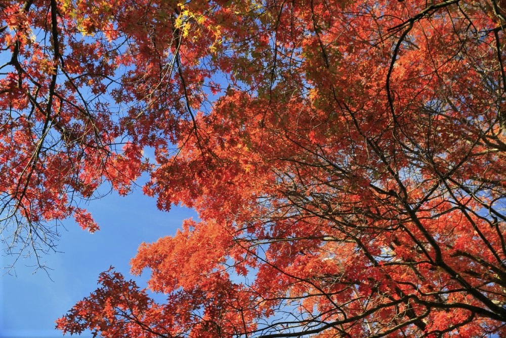 A maple tree with vivid orange foliage