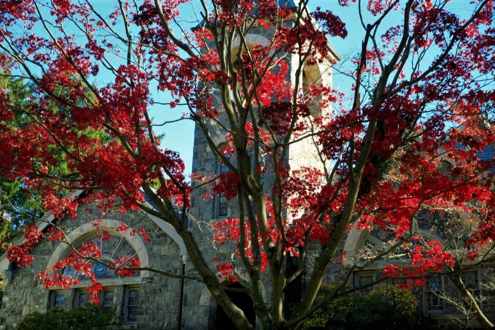 A stone church seen in the distance between tree brances with sparse red leaves