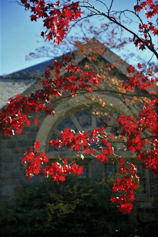 A stone church seen in the distance between tree branches with sparse red leaves