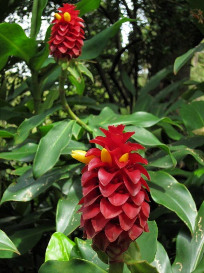 A close-up photo of red tropical flowers