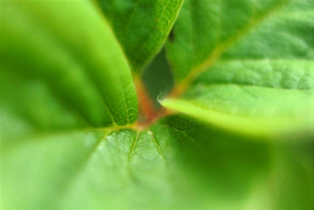 A close-up photo of a vibrant green leaf