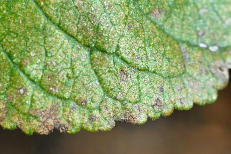 A close-up photo of the edge of a green leaf