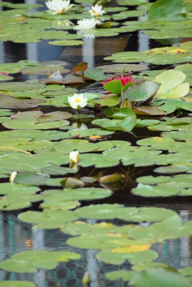 A lily pond
