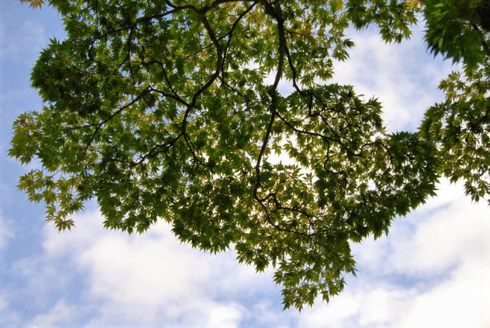 A photo of tree branches viewed from below