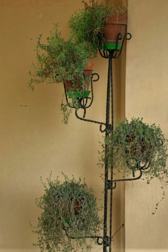 Four potted ferns arranged against a beige stone wall