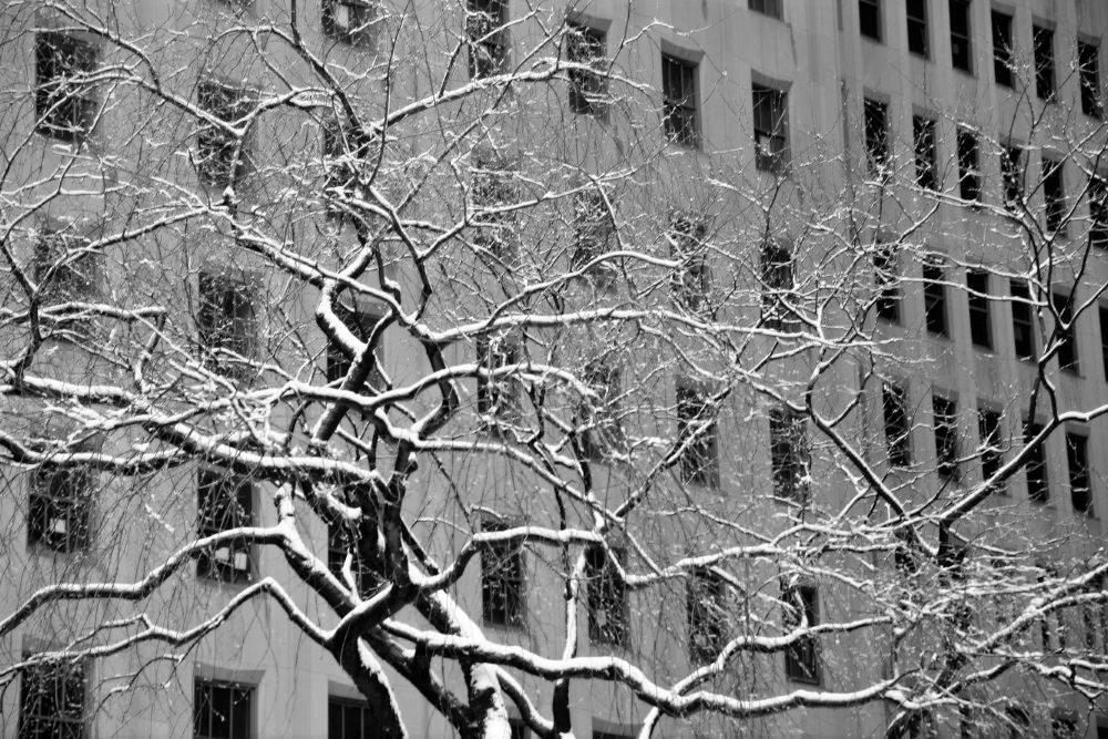 A black and white photo of branches of a tree dusted with snow