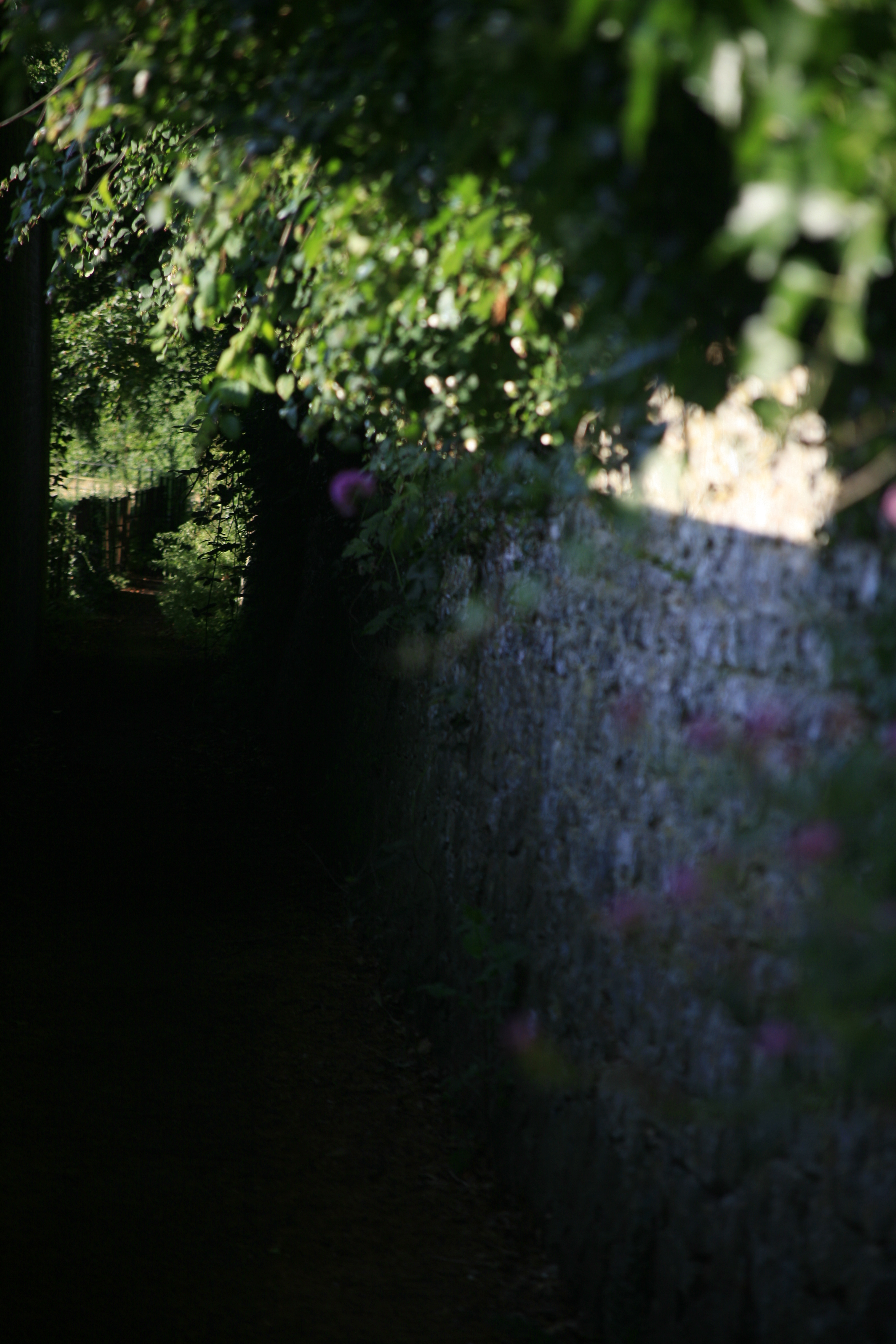 A close-up photo of ivy growing on a stone wall