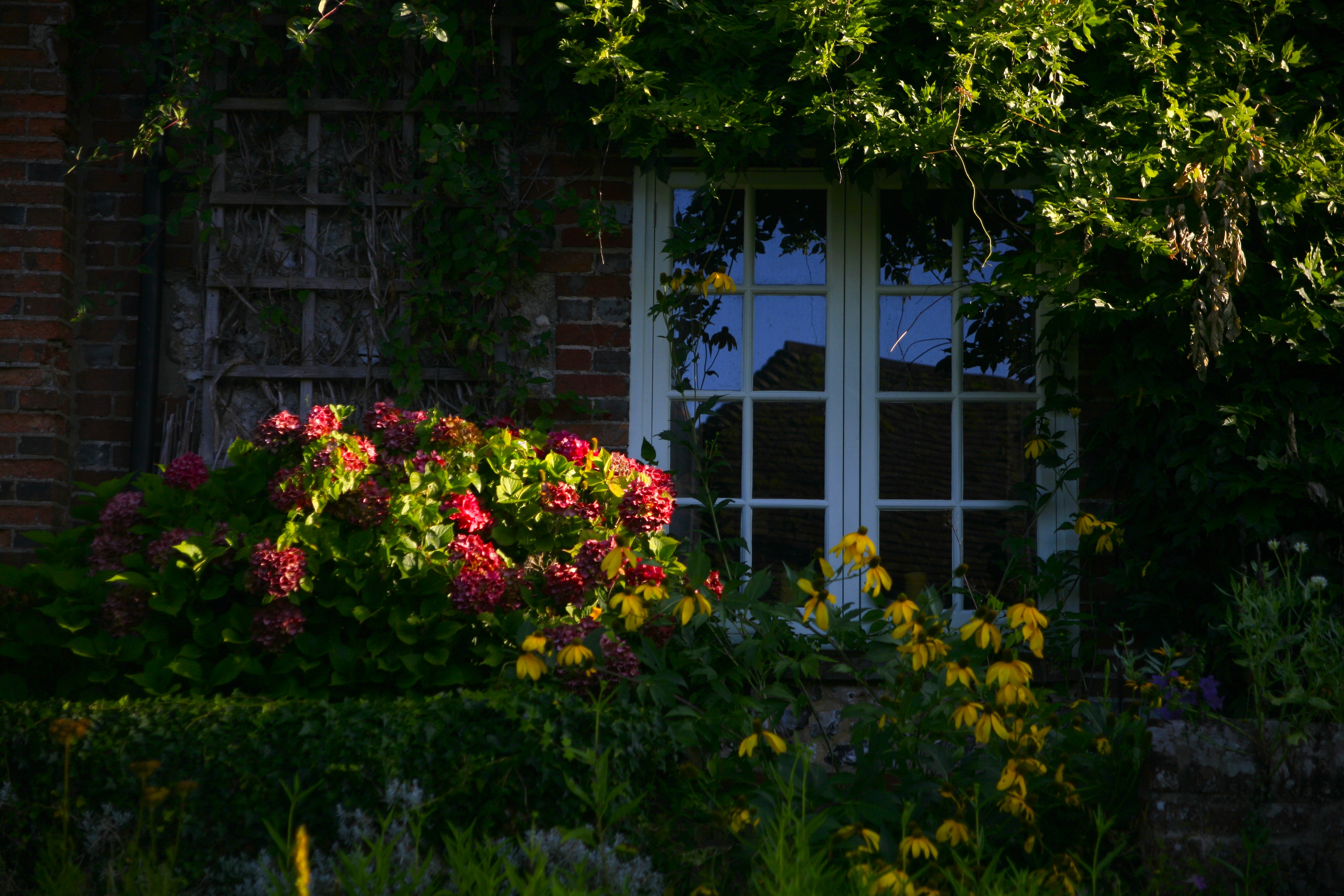 Flora and fauna growing around the window frame of an old English cottage