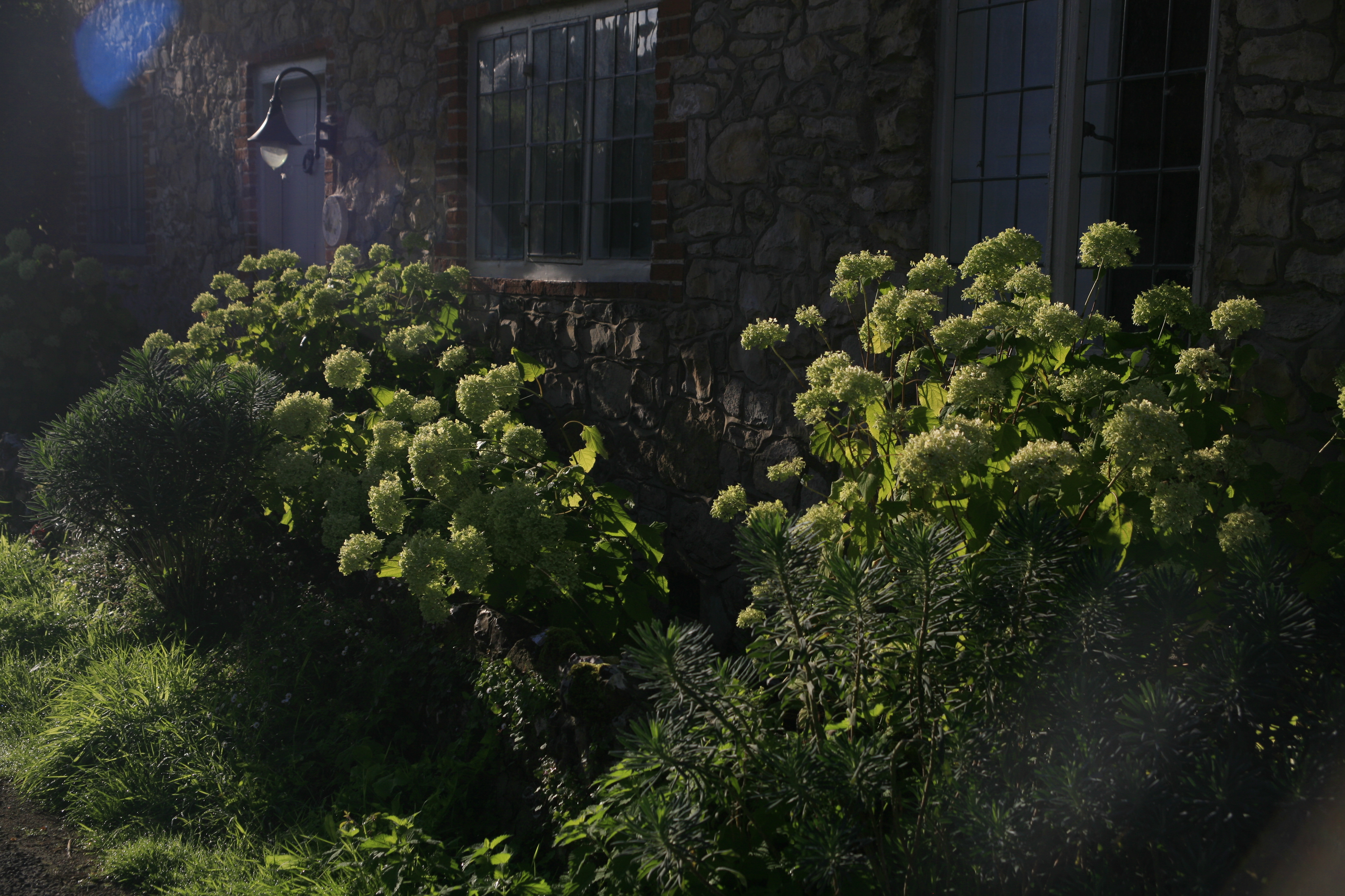 Pale green hydrangea bushes