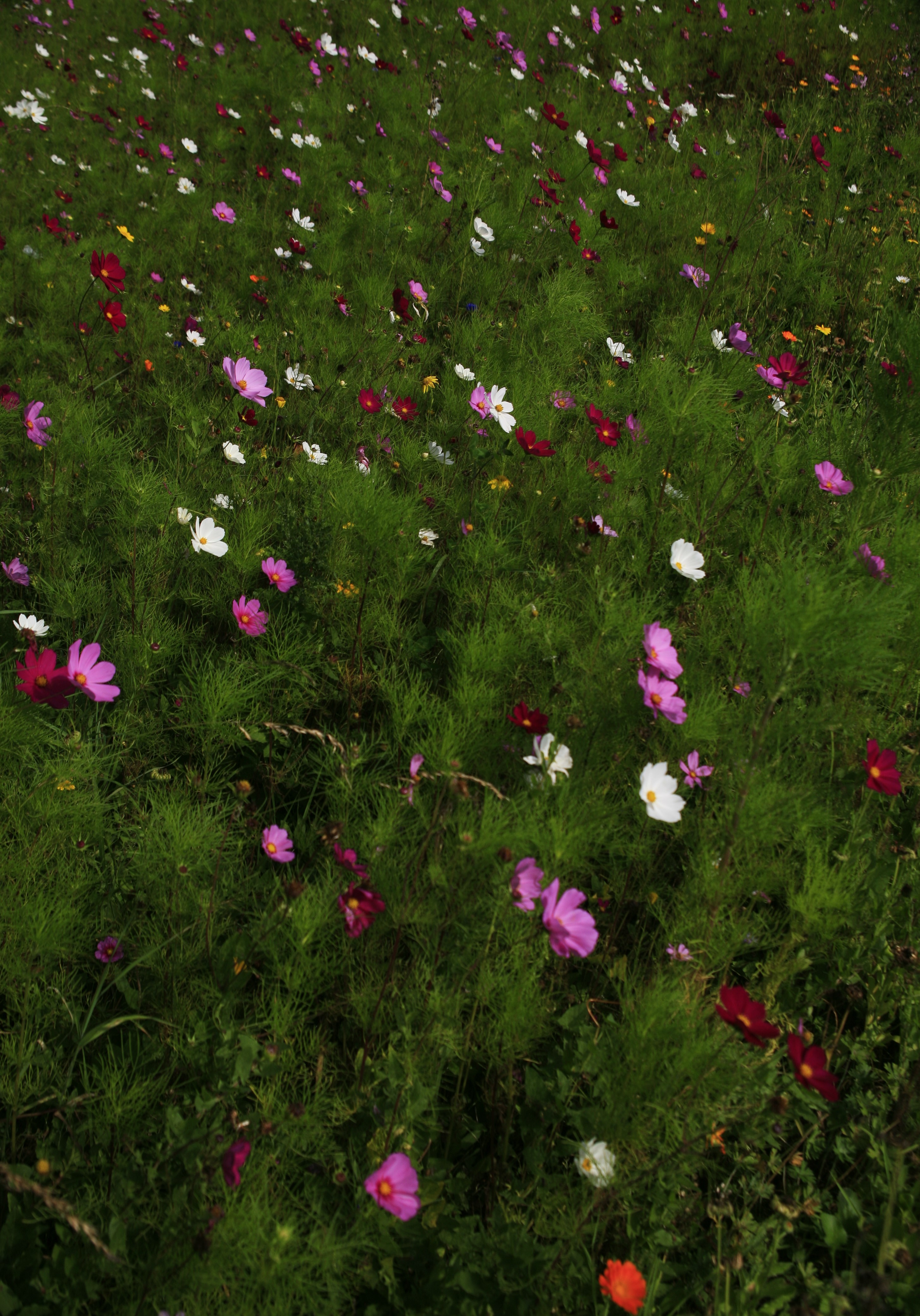 A meadow of pink and white wildflowers