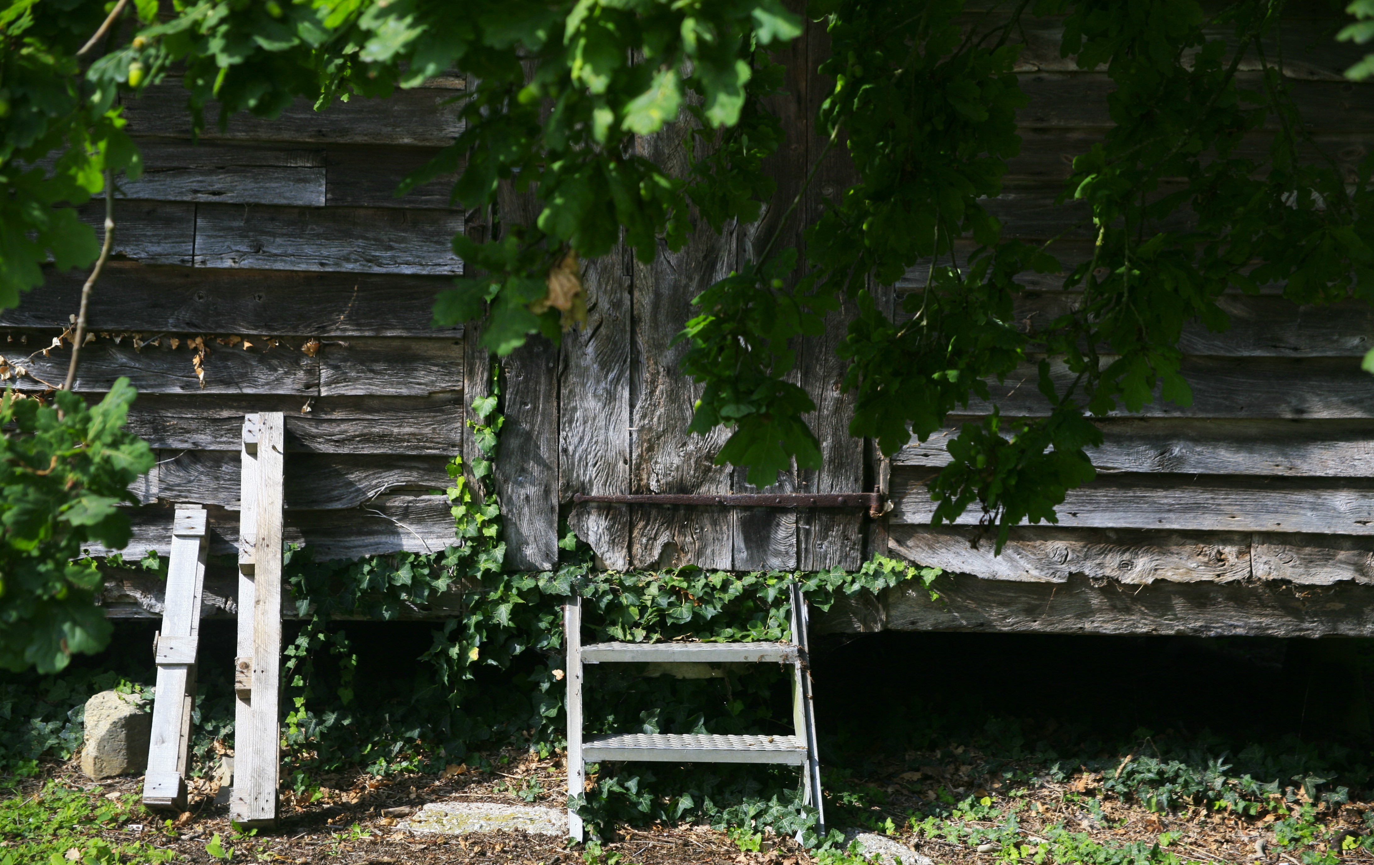 Wooden steps leading up to an old wooden structure covered in ivy