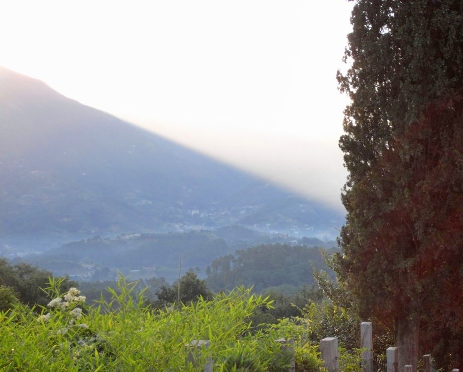 A misty morning on a hillside in the Italian countryside
