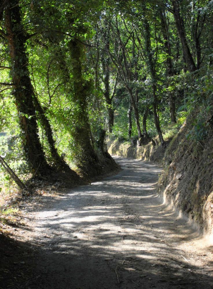 A dirt path leading through a lush forest