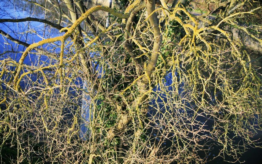 Moss-covered tree branches in the foreground with blue water visible in the background